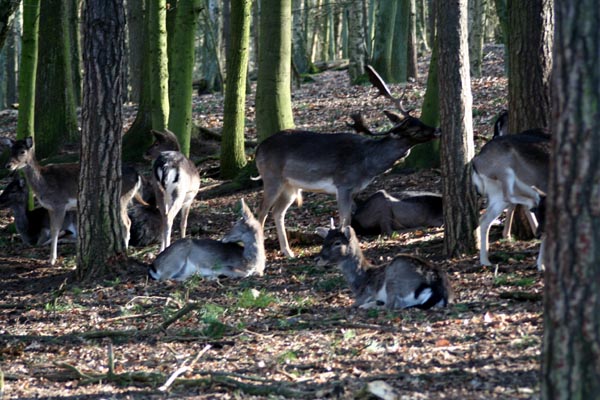 Killikus&reg; Fotographie